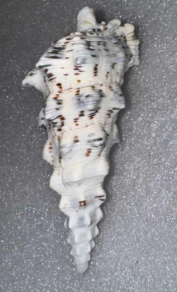 🌊 COQUILLE MUREX RAMOSUS (Famille : Muricidae) – Image 2
