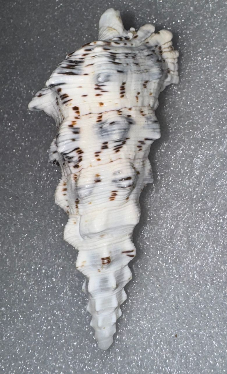 🌊 COQUILLE MUREX RAMOSUS (Famille : Muricidae)