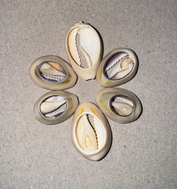 Lot de 6 Coquilles Cauris – Taille Mixte – Image 2