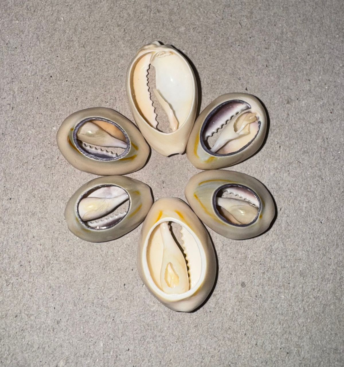 Lot de 6 Coquilles Cauris – Taille Mixte
