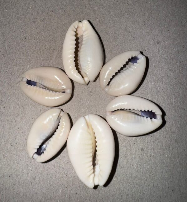 Lot de 6 Coquilles Cauris – Taille Mixte – Image 3