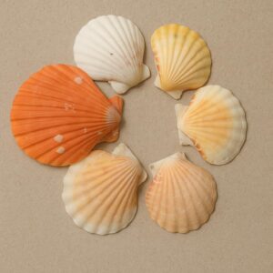 Lot de Coquilles Saint-Jacques – Provenance Italie
