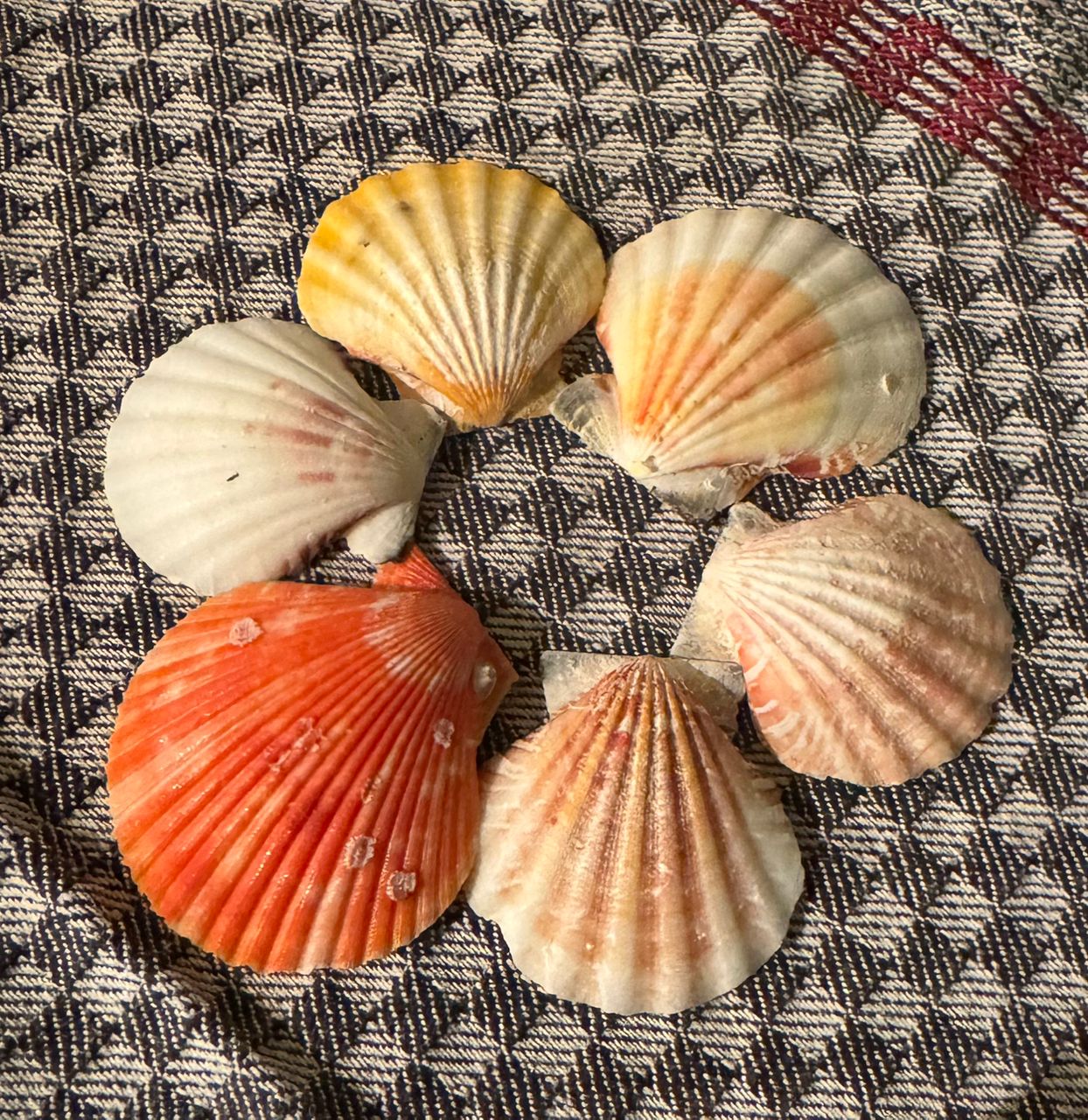 Lot de Coquilles Saint-Jacques – Provenance Italie