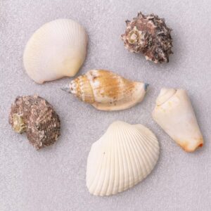 Lot de 6 Jolies Coquilles Marines – Taille Mixte