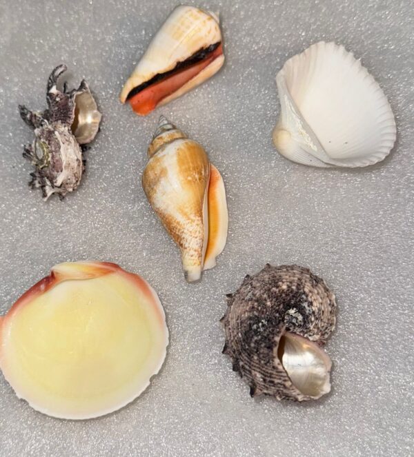 Lot de 6 Jolies Coquilles Marines – Taille Mixte – Image 4