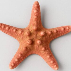 Étoile de Mer Naturelle – 13 cm, 40 g