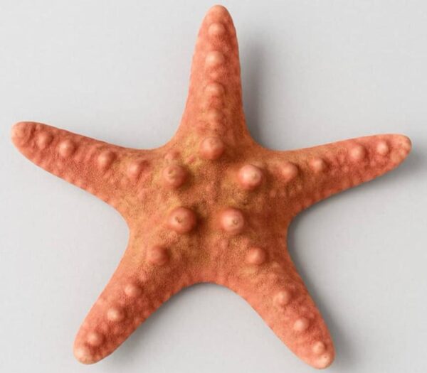 Étoile de Mer Naturelle – 13 cm, 40 g