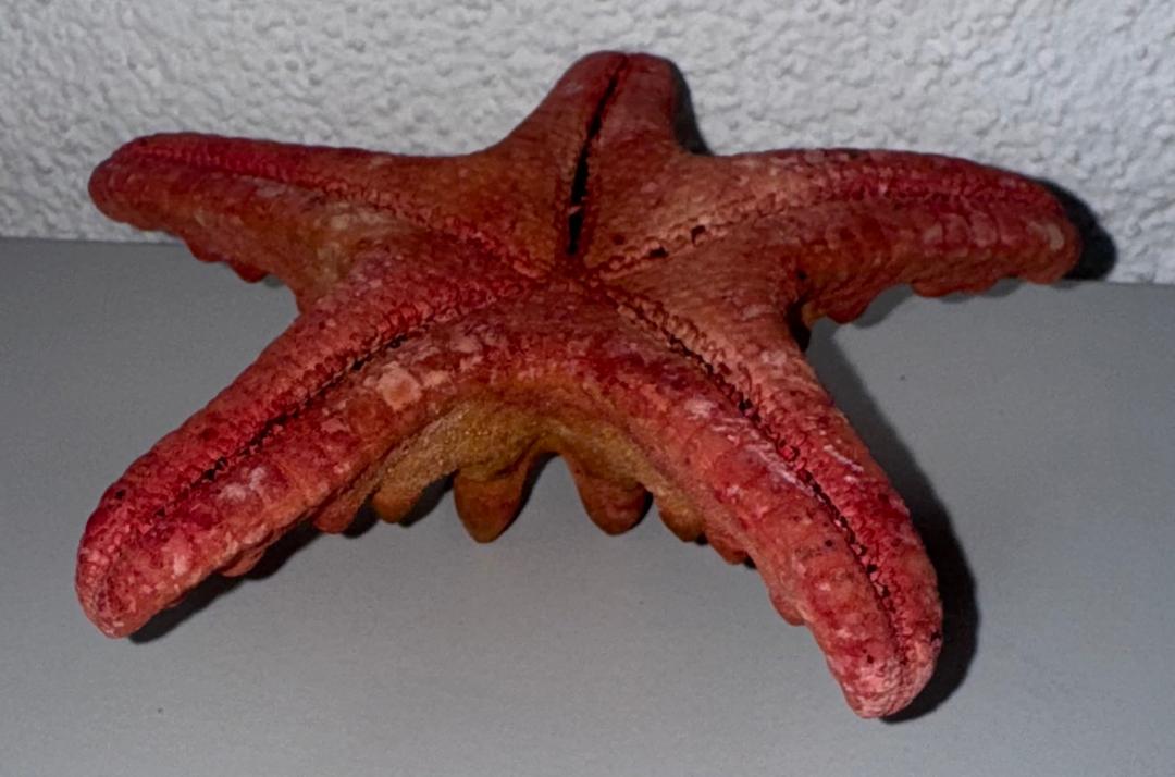 Étoile de Mer Naturelle – 13 cm, 40 g