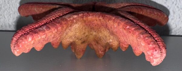 Étoile de Mer Naturelle – 13 cm, 40 g – Image 3