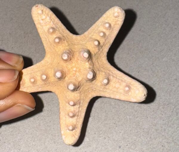 Étoile de Mer Naturelle – 6cm, 10g – Image 2