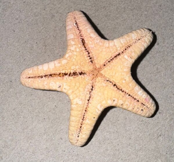 Étoile de Mer Naturelle – 6cm, 10g – Image 3