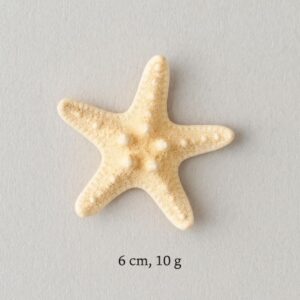 Étoile de Mer Naturelle – 6cm, 10g