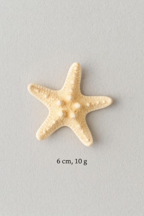 Étoile de Mer Naturelle – 6cm, 10g