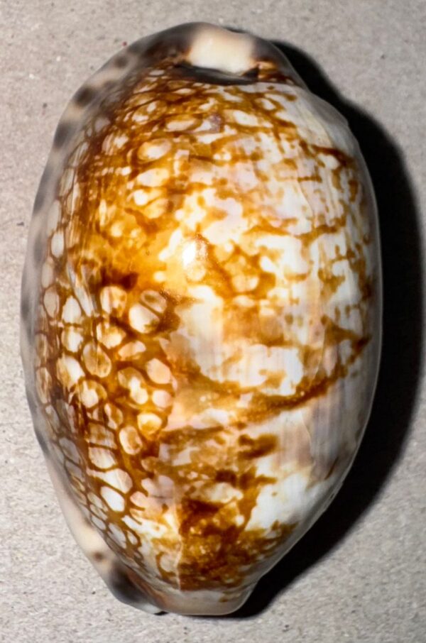 Magnifique coquille de collection Cypraea (porcelaine marine) provenant d’Italie – Image 2