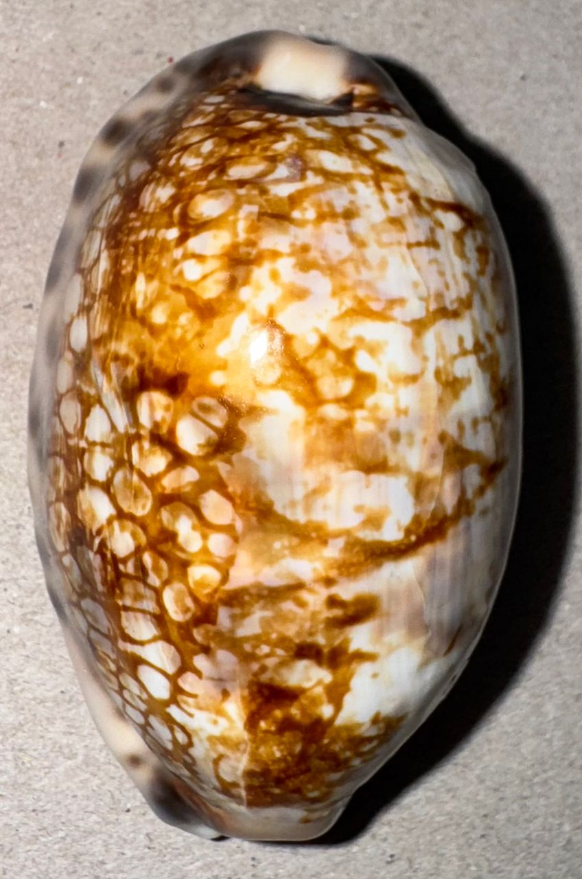 Magnifique coquille de collection Cypraea (porcelaine marine) provenant d’Italie