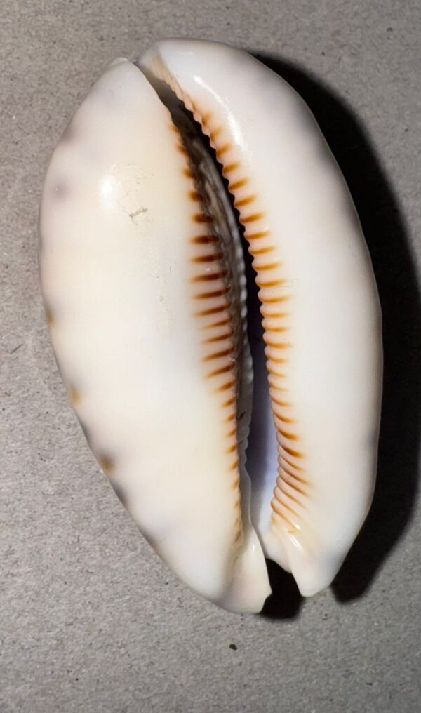 Magnifique coquille de collection Cypraea (porcelaine marine) provenant d’Italie – Image 3