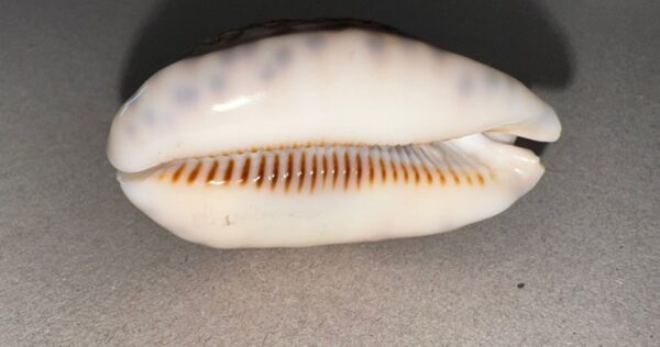 Magnifique coquille de collection Cypraea (porcelaine marine) provenant d’Italie – Image 4