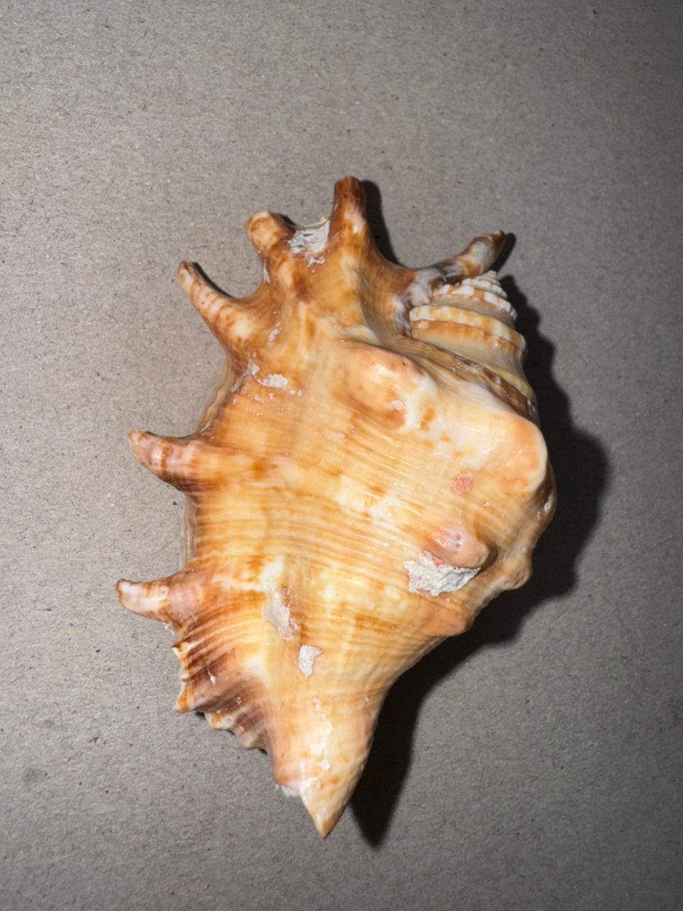 Coquille Lambis Truncata