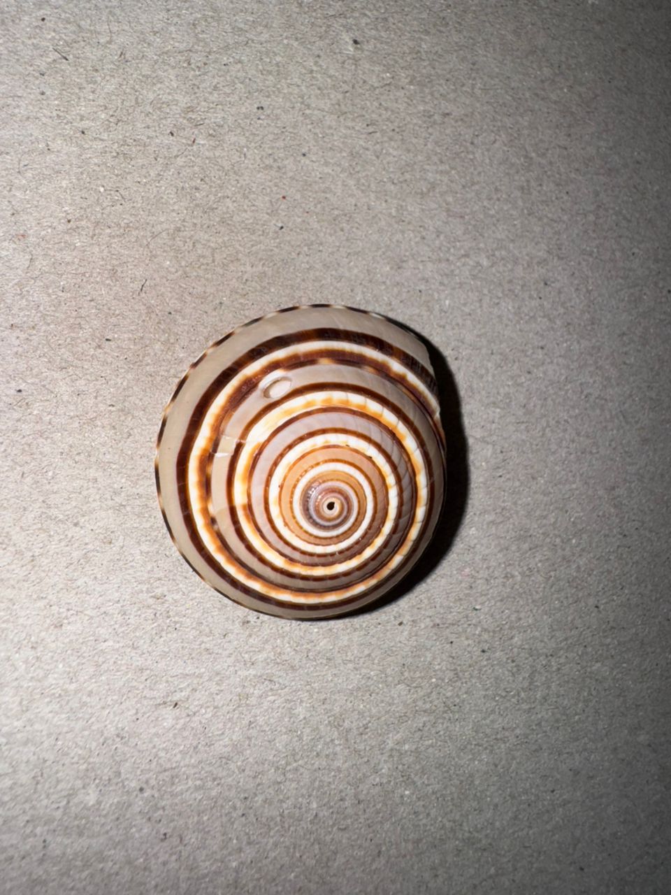 Œil de Shiva Naturel