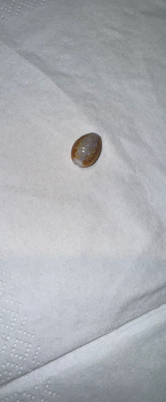 Coquillage Cauri (Monetaria moneta) – 15×10 mm – Italie
