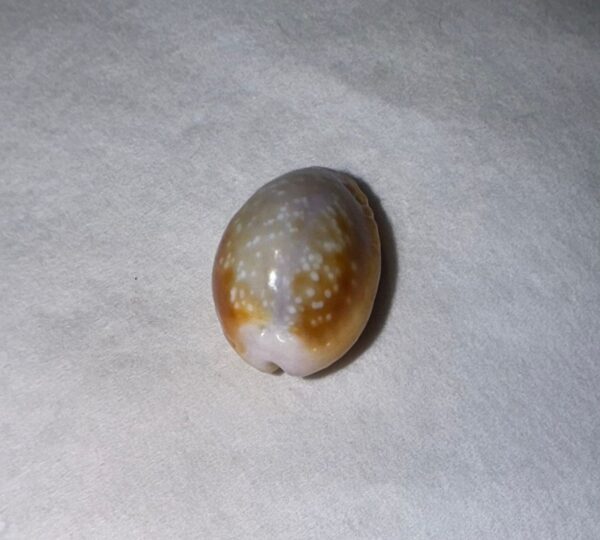 Coquillage Cauri (Monetaria moneta) – 15×10 mm – Italie – Image 3