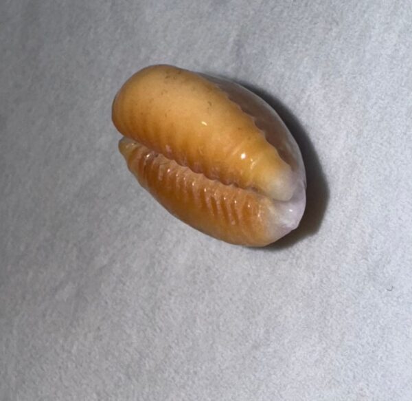 Coquillage Cauri (Monetaria moneta) – 15×10 mm – Italie – Image 4