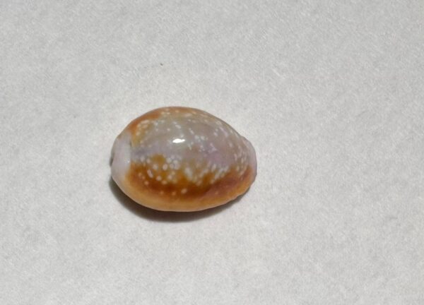 Coquillage Cauri (Monetaria moneta) – 15×10 mm – Italie – Image 5