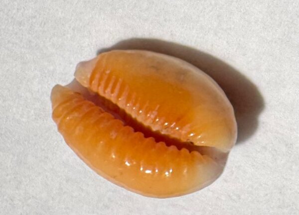Coquillage Cauri (Monetaria moneta) – 15×10 mm – Italie – Image 6