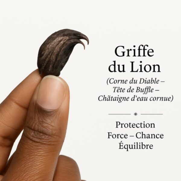 Lot Mixte Talisman : OEil de Mer + Griffe du Lion - Origine Mali ( Afrique de l‘ Ouest) – Image 4